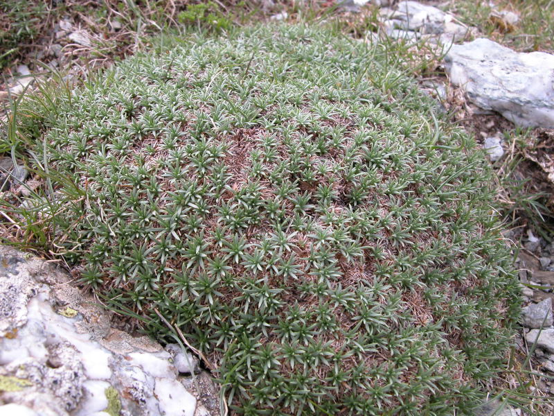 Pulvino sul Gennargentu - Plantago subulata ssp. insularis